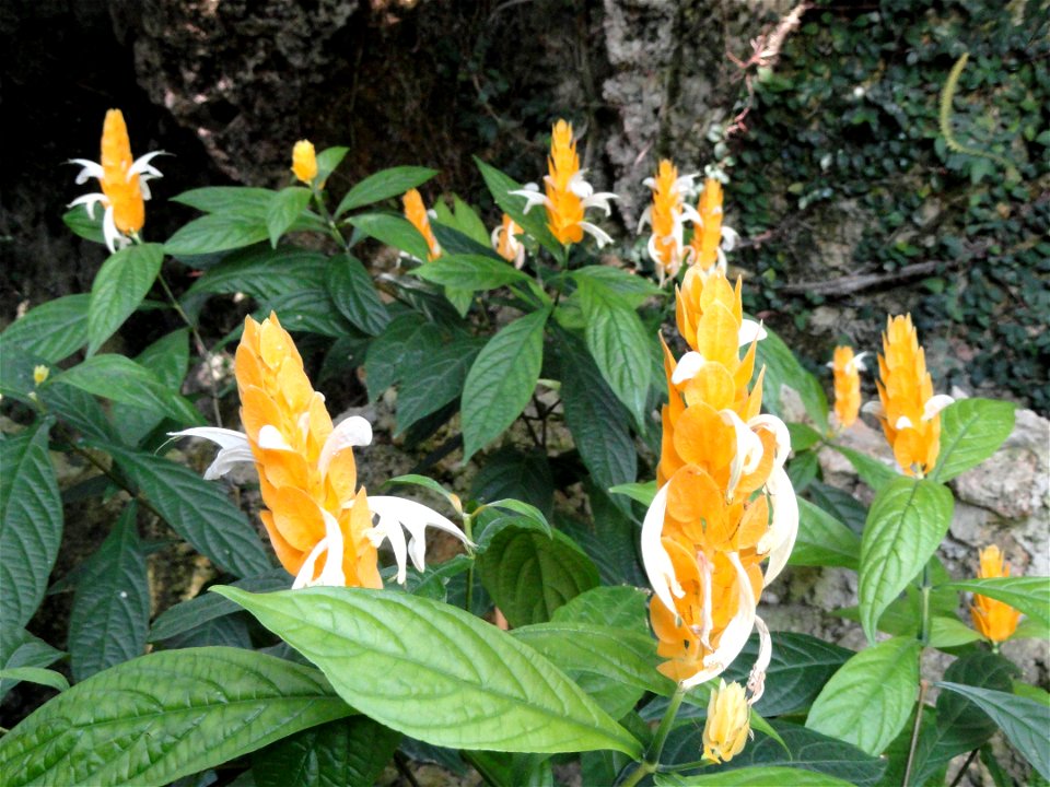 Pachystachys lutea specimen in the Botanischer Garten München-Nymphenburg, Munich, Germany.
