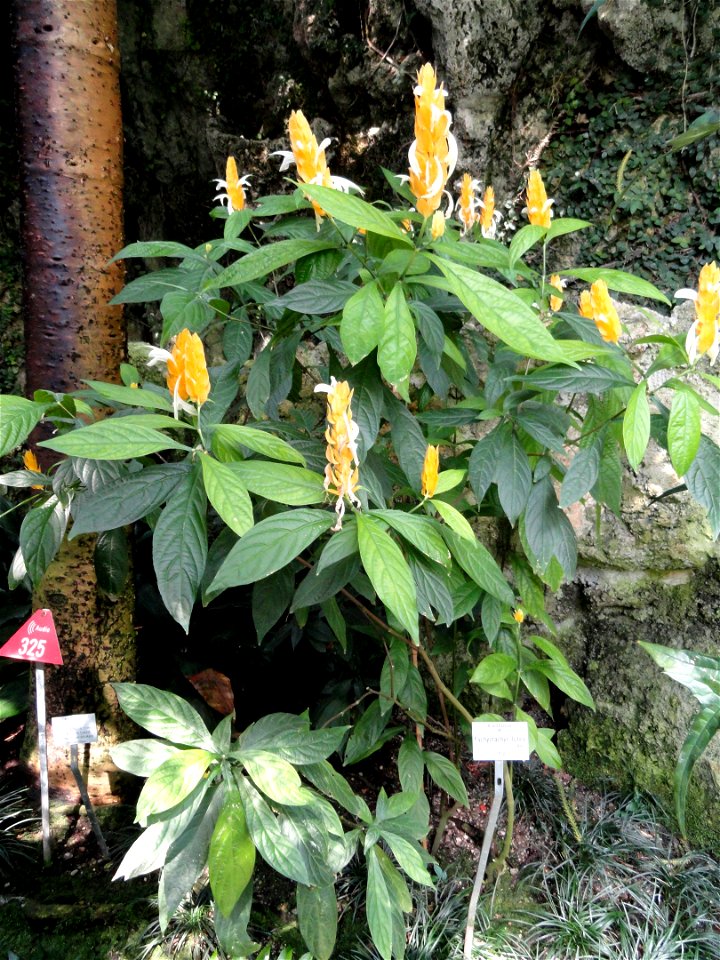 Pachystachys lutea specimen in the Botanischer Garten München-Nymphenburg, Munich, Germany.