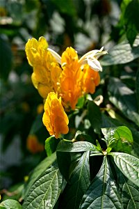 Pachystachys lutea from the Botanical Gardens of Charles University, Prague
