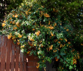 Yellow-flowered cultivar of Pandorea pandorana, cult. Sydney