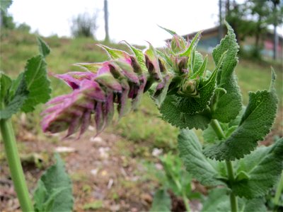 Hain-Salbei (Salvia nemorosa) in Hockenheim-Talhaus