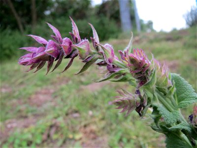 Hain-Salbei (Salvia nemorosa) in Hockenheim-Talhaus
