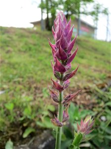 Hain-Salbei (Salvia nemorosa) in Hockenheim-Talhaus