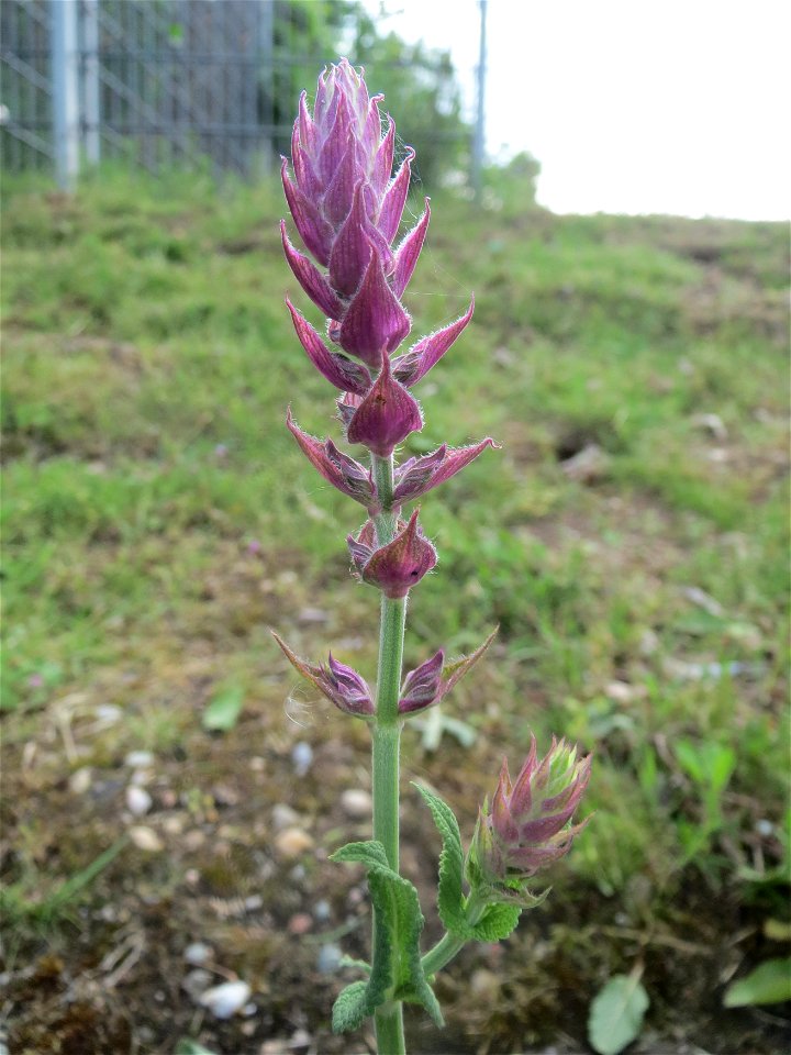 Hain-Salbei (Salvia nemorosa) in Hockenheim-Talhaus
