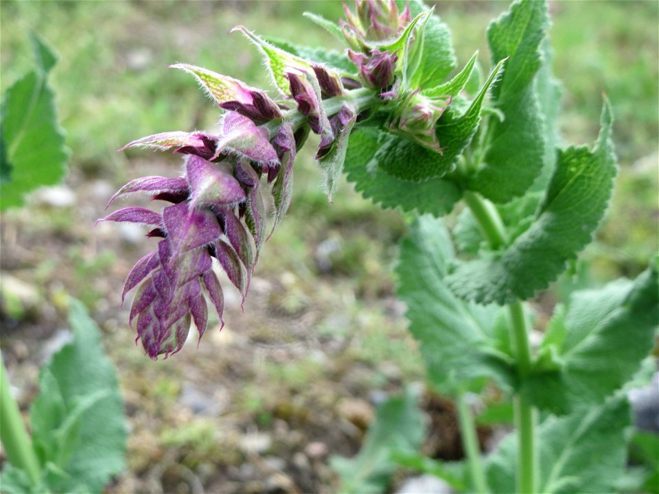 Hain-Salbei (Salvia nemorosa) in Hockenheim-Talhaus