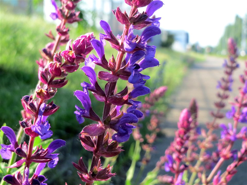 Der seltene Hain-Salbei (Salvia nemorosa) in Hockenheim-Talhaus