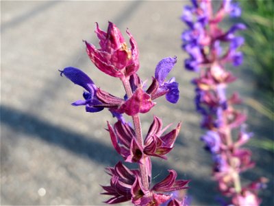 Der seltene Hain-Salbei (Salvia nemorosa) in Hockenheim-Talhaus photo