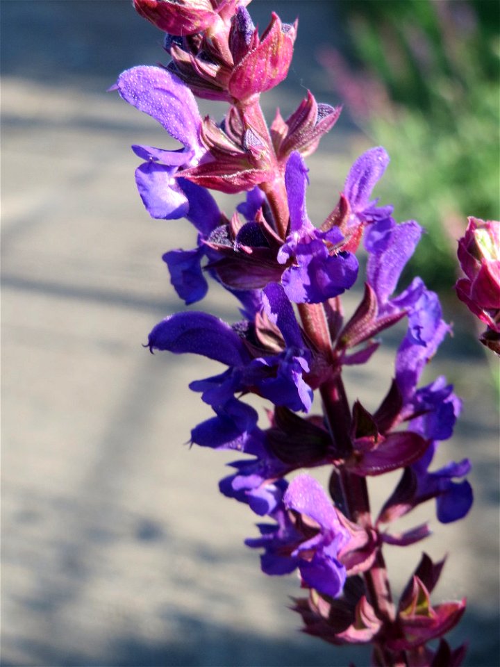 Der seltene Hain-Salbei (Salvia nemorosa) in Hockenheim-Talhaus