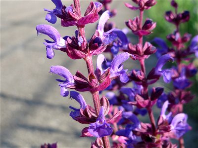 Der seltene Hain-Salbei (Salvia nemorosa) in Hockenheim-Talhaus photo