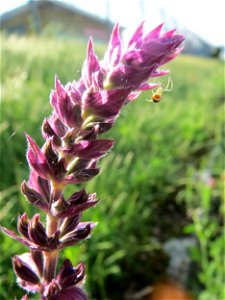 Der seltene Hain-Salbei (Salvia nemorosa) in Hockenheim-Talhaus