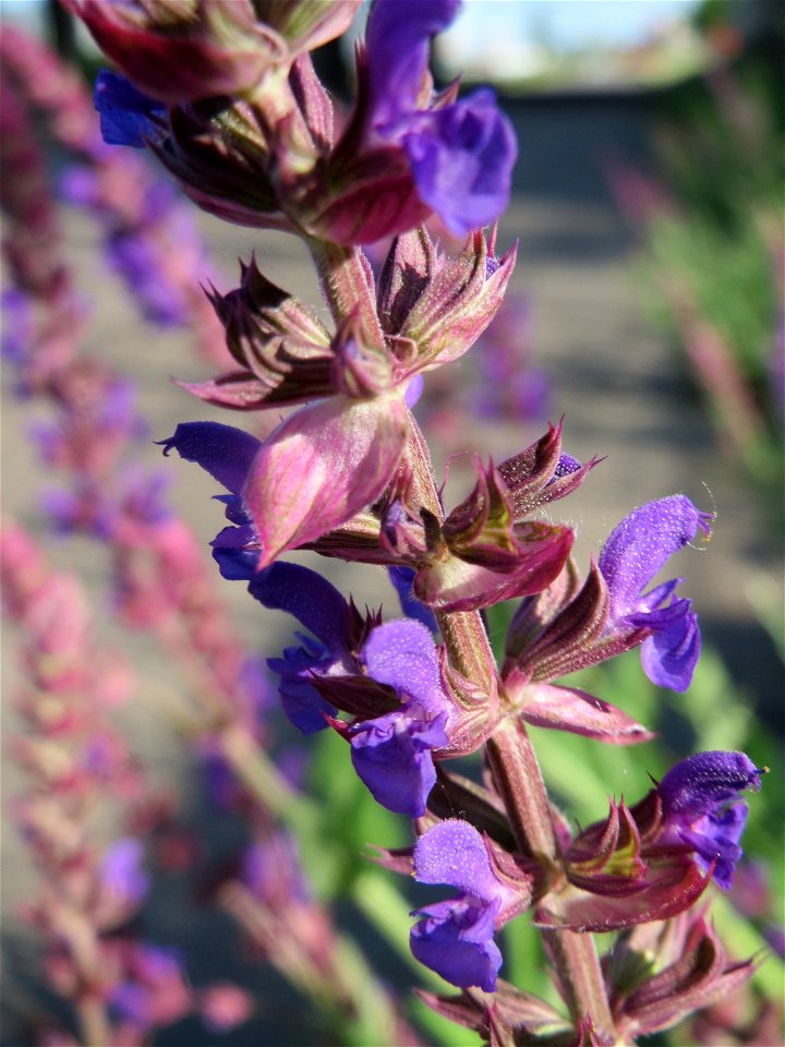Der seltene Hain-Salbei (Salvia nemorosa) in Hockenheim-Talhaus