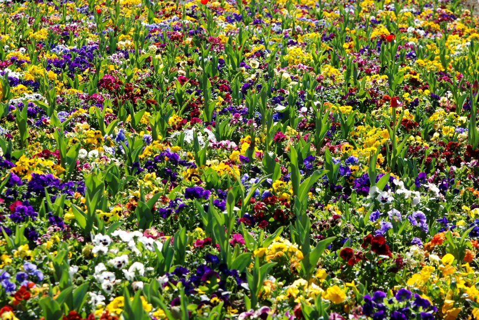 Spring flower bed bloom