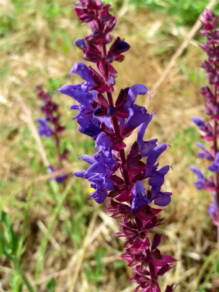 Der seltene Hain-Salbei (Salvia nemorosa) in Hockenheim-Talhaus