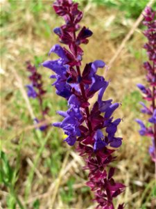 Der seltene Hain-Salbei (Salvia nemorosa) in Hockenheim-Talhaus photo