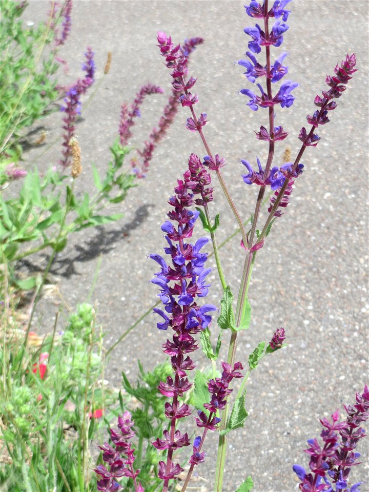 Der seltene Hain-Salbei (Salvia nemorosa) in Hockenheim-Talhaus