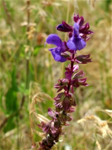 Der seltene Hain-Salbei (Salvia nemorosa) in Hockenheim-Talhaus photo