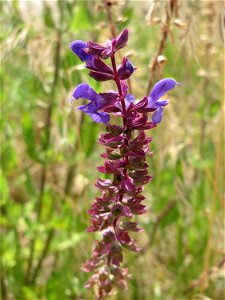 Der seltene Hain-Salbei (Salvia nemorosa) in Hockenheim-Talhaus photo