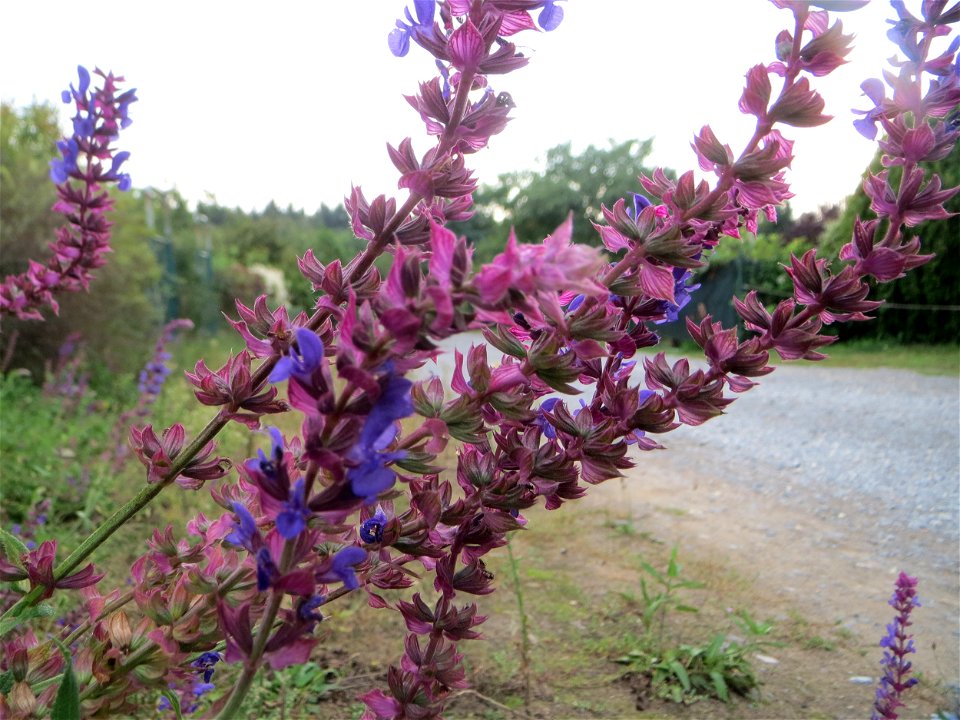 Hain-Salbei (Salvia nemorosa) - ausgewildert bei Schrebergärten in Oftersheim