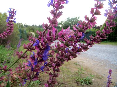 Hain-Salbei (Salvia nemorosa) - ausgewildert bei Schrebergärten in Oftersheim