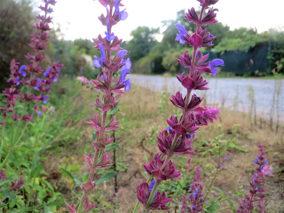 Hain-Salbei (Salvia nemorosa) - ausgewildert bei Schrebergärten in Oftersheim