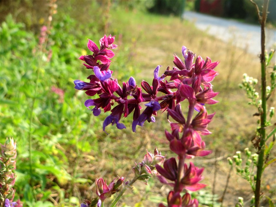 Hain-Salbei (Salvia nemorosa) - ausgewildert bei Schrebergärten nahe dem „Wingertsbuckel“ bei Oftersheim