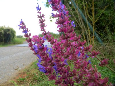 Hain-Salbei (Salvia nemorosa) - ausgewildert bei Schrebergärten in Oftersheim