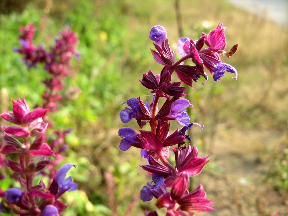 Hain-Salbei (Salvia nemorosa) - ausgewildert bei Schrebergärten nahe dem „Wingertsbuckel“ bei Oftersheim