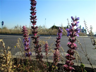 Der eher seltene Hain-Salbei (Salvia nemorosa) an einem Straßenrand mit Naturbegrünung in Hockenheim