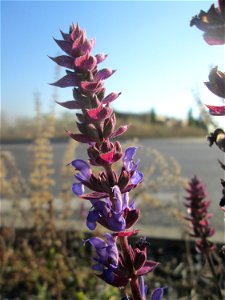 Der eher seltene Hain-Salbei (Salvia nemorosa) an einem Straßenrand mit Naturbegrünung in Hockenheim