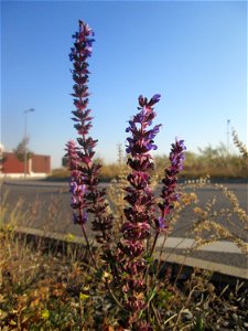 Der eher seltene Hain-Salbei (Salvia nemorosa) an einem Straßenrand mit Naturbegrünung in Hockenheim - statt Zierblumen und Hecken wachsen hier nur Wildpflanzen