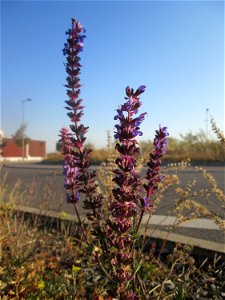 Der eher seltene Hain-Salbei (Salvia nemorosa) an einem Straßenrand mit Naturbegrünung in Hockenheim - statt Zierblumen und Hecken wachsen hier nur Wildpflanzen photo