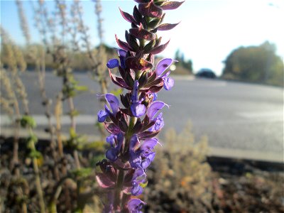 Der eher seltene Hain-Salbei (Salvia nemorosa) an einem Straßenrand mit Naturbegrünung in Hockenheim - statt Zierblumen und Hecken wachsen hier nur Wildpflanzen