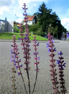 Der eher seltene Hain-Salbei (Salvia nemorosa) an einem Verkehrskreisel mit Naturbegrünung in Güdingen-Unner