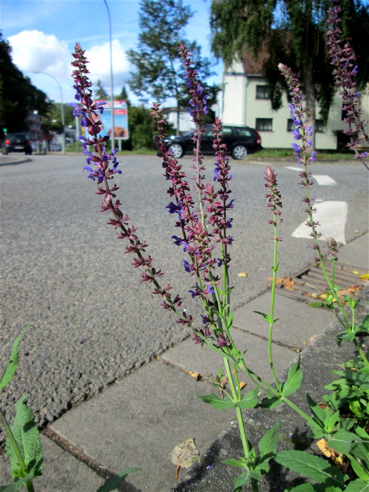 Der eher seltene Hain-Salbei (Salvia nemorosa) an einem Verkehrskreisel mit Naturbegrünung in Güdingen-Unner