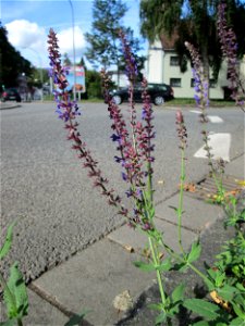 Der eher seltene Hain-Salbei (Salvia nemorosa) an einem Verkehrskreisel mit Naturbegrünung in Güdingen-Unner