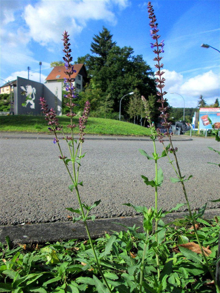 Der eher seltene Hain-Salbei (Salvia nemorosa) an einem Verkehrskreisel mit Naturbegrünung in Güdingen-Unner