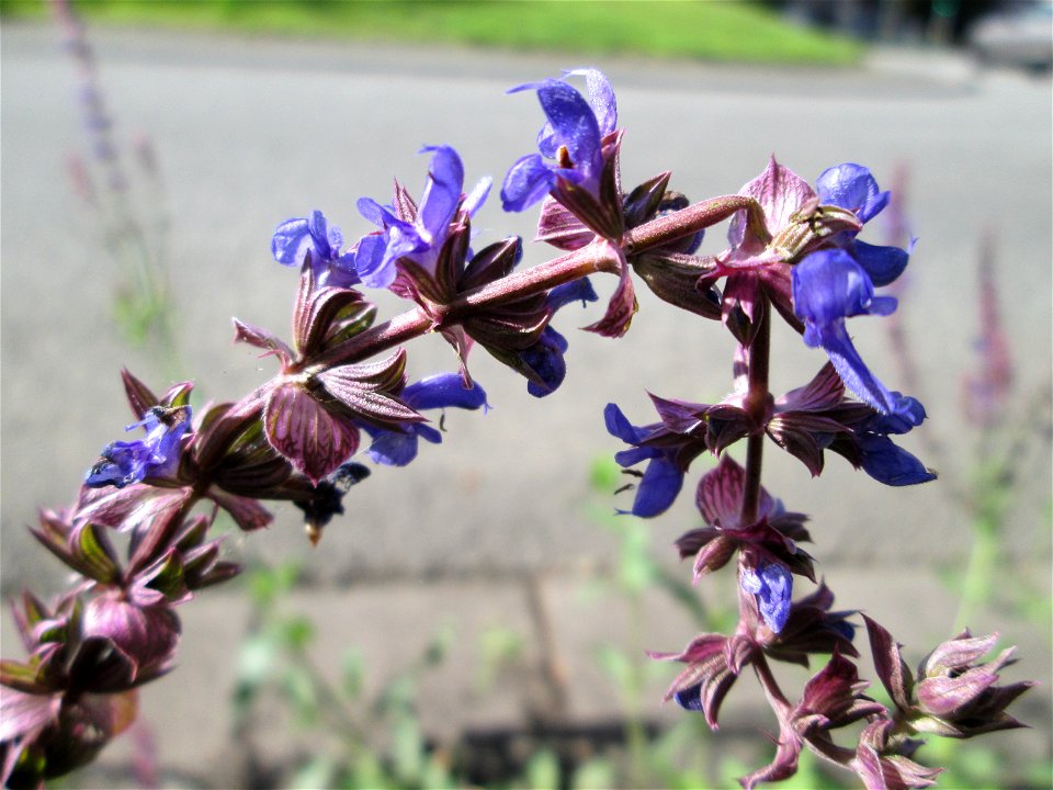 Der eher seltene Hain-Salbei (Salvia nemorosa) an einem Verkehrskreisel mit Naturbegrünung in Güdingen-Unner