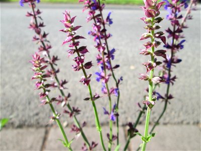 Der eher seltene Hain-Salbei (Salvia nemorosa) an einem Verkehrskreisel mit Naturbegrünung in Güdingen-Unner