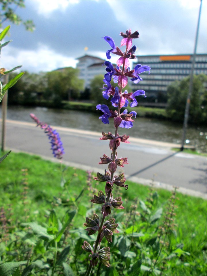Hain-Salbei (Salvia nemorosa) in Saarbrücken