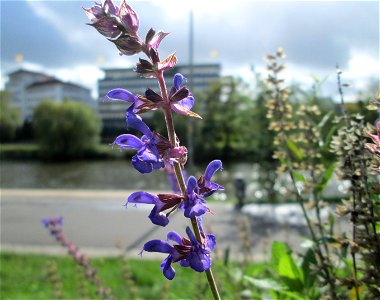 Hain-Salbei (Salvia nemorosa) in Saarbrücken