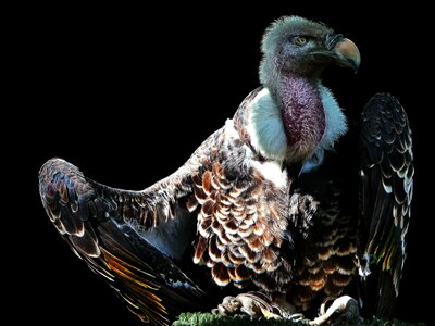Animal world nature plumage