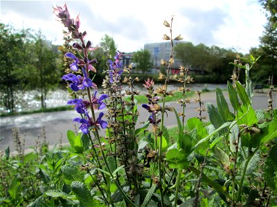 Hain-Salbei (Salvia nemorosa) in Saarbrücken