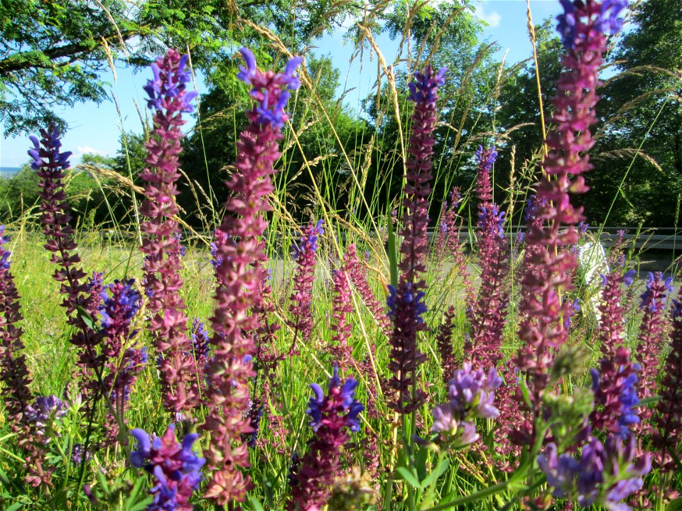 Hain-Salbei (Salvia nemorosa) am Wintringer Hof bei Kleinblittersdorf