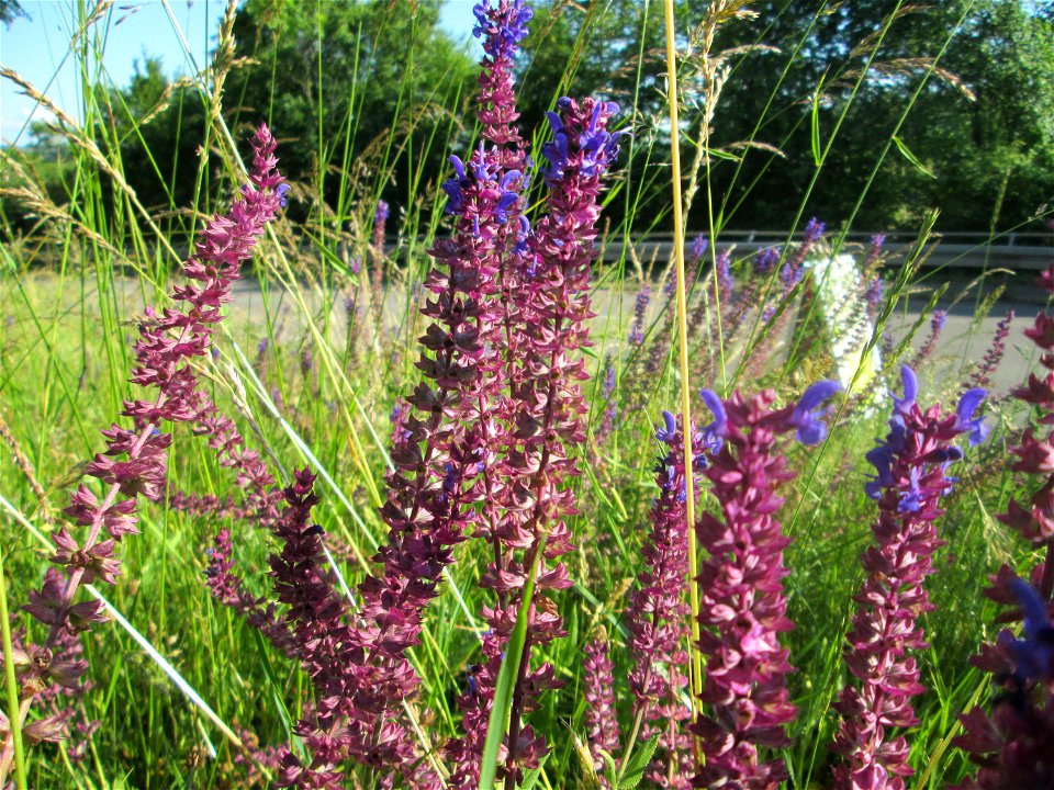 Hain-Salbei (Salvia nemorosa) am Wintringer Hof bei Kleinblittersdorf