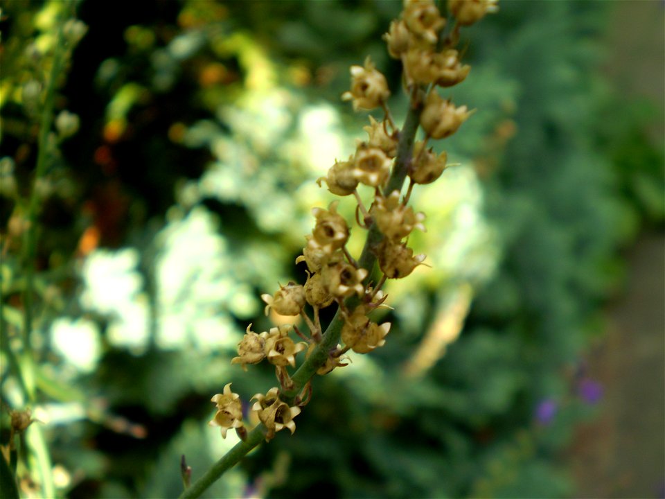 Salvia nemorosa ostfriesland