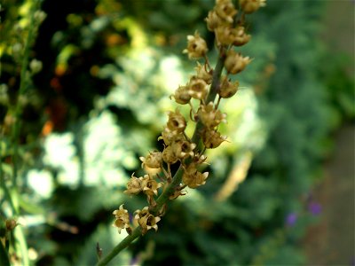 Salvia nemorosa ostfriesland