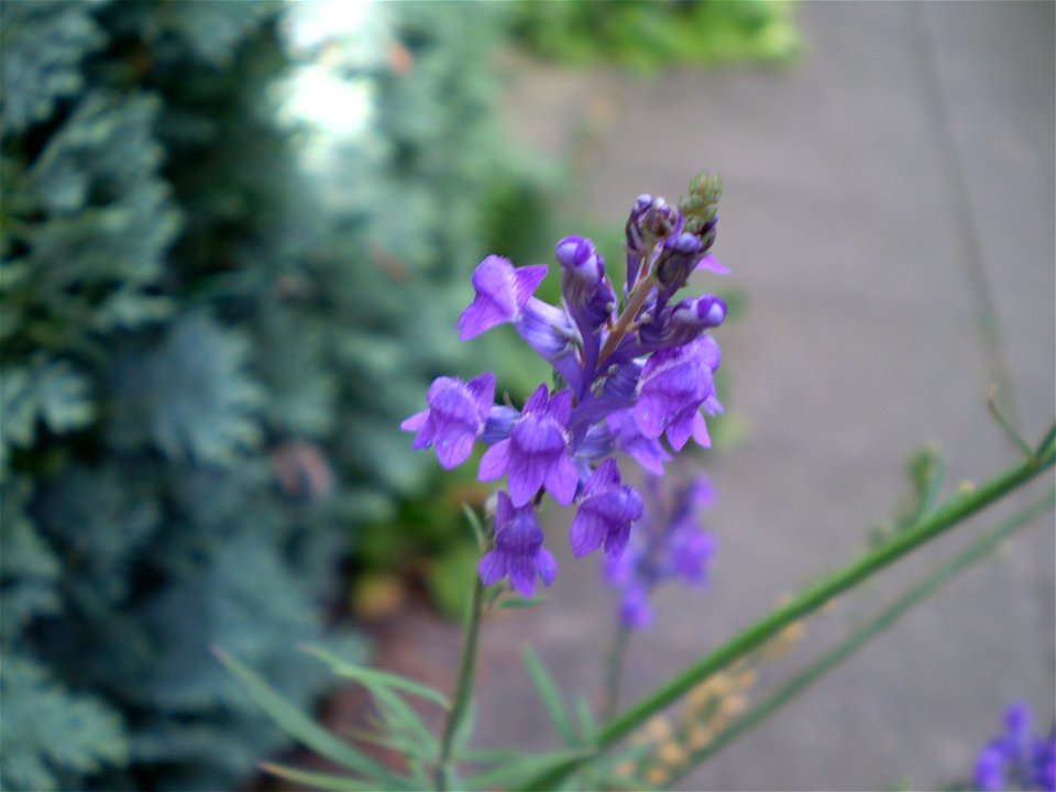 Salvia nemorosa ostfriesland prachtsalie
