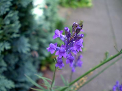 Salvia nemorosa ostfriesland prachtsalie