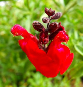 Salvia greggii in the Water Conservation Garden at Cuyamaca College in El Cajon, California, USA. Identified by sign.