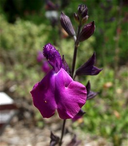 Salvia greggii 'Purple' in the Water Conservation Garden at Cuyamaca College, El Cajon, California, USA. Identified by sign photo